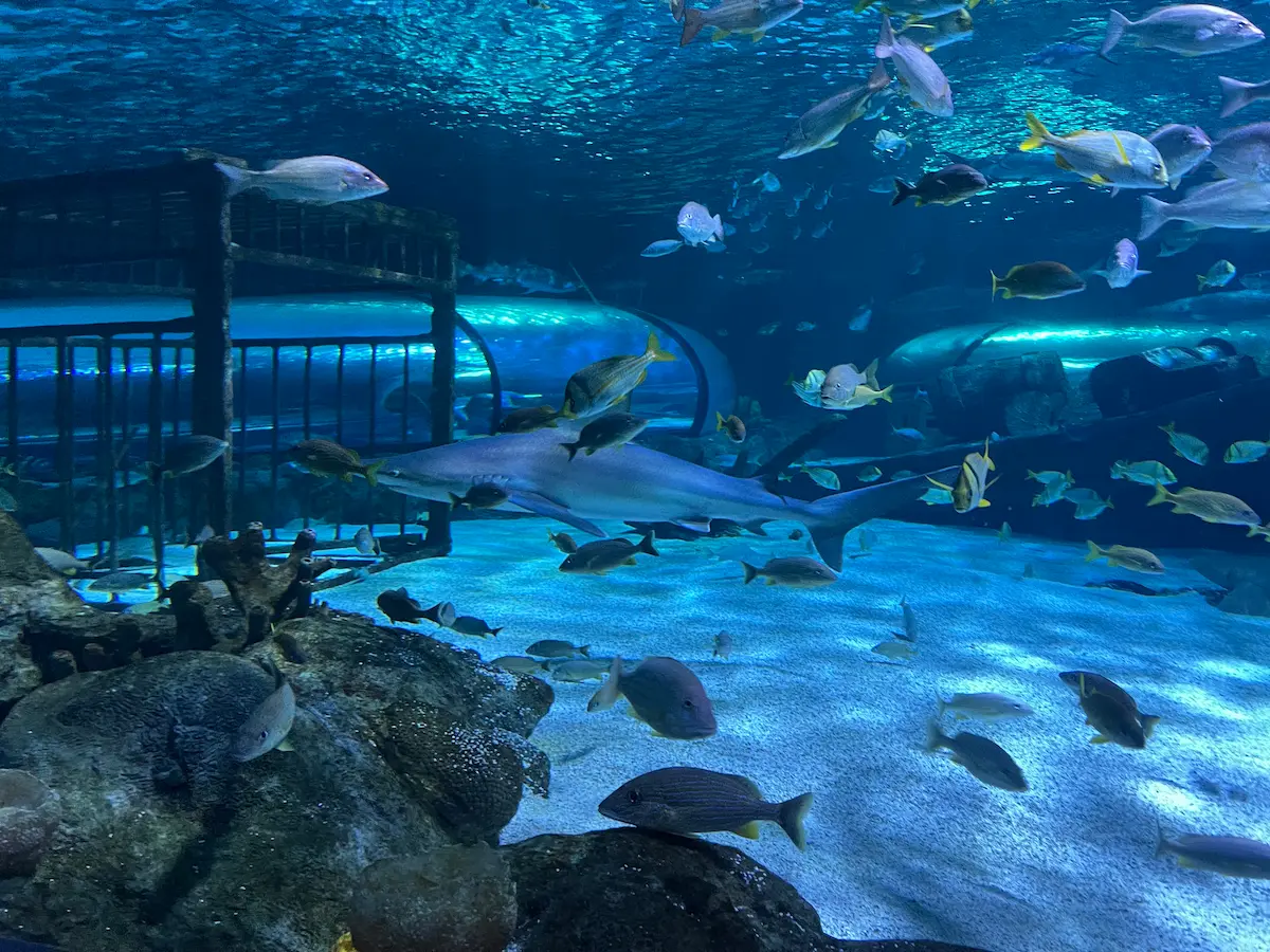 Shark swimming through Cape Fear Shoals tank at NC Aquarium Fort Fisher