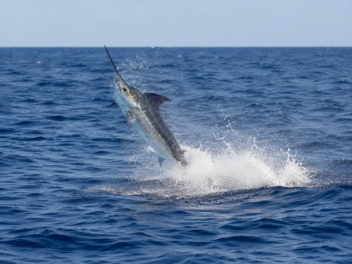 Cape Fear Blue Marlin Tournament {year}: Schedule, Tickets & How to Watch