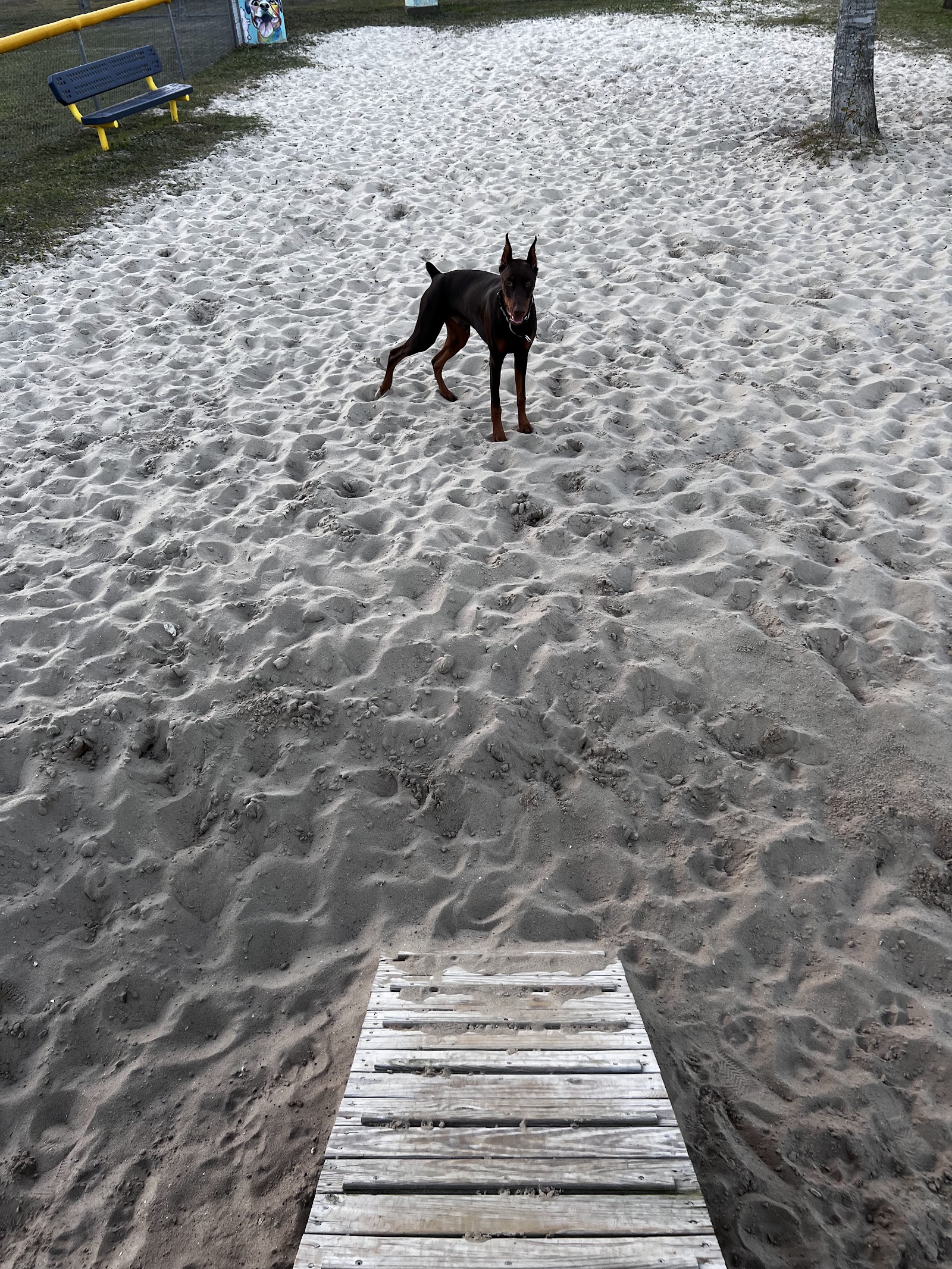 Dog Park