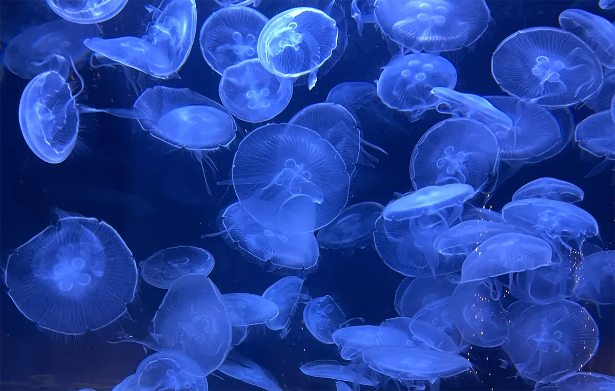 What to See First at the NC Aquarium at Fort Fisher