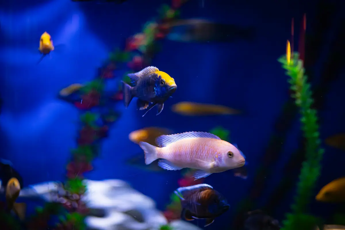 NC Aquarium at Fort Fisher: Tickets, Hours & What to See