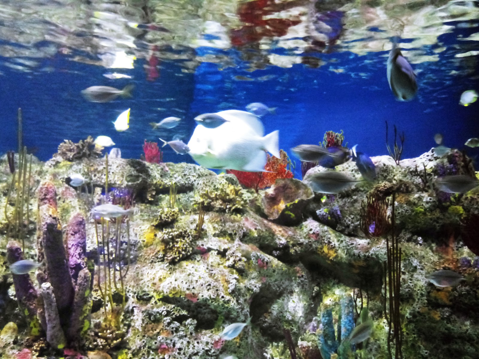 North Carolina Aquarium at Fort Fisher