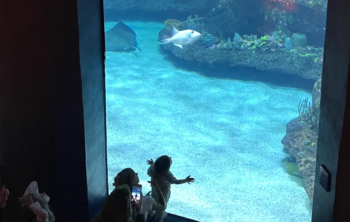 NC Aquarium at Fort Fisher: Everything You Need to Know Before You Go